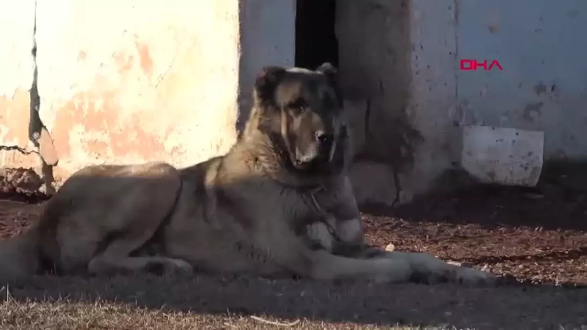 Sivas’ta Kangal Köpeği Üretim Çiftliği Kuruldu